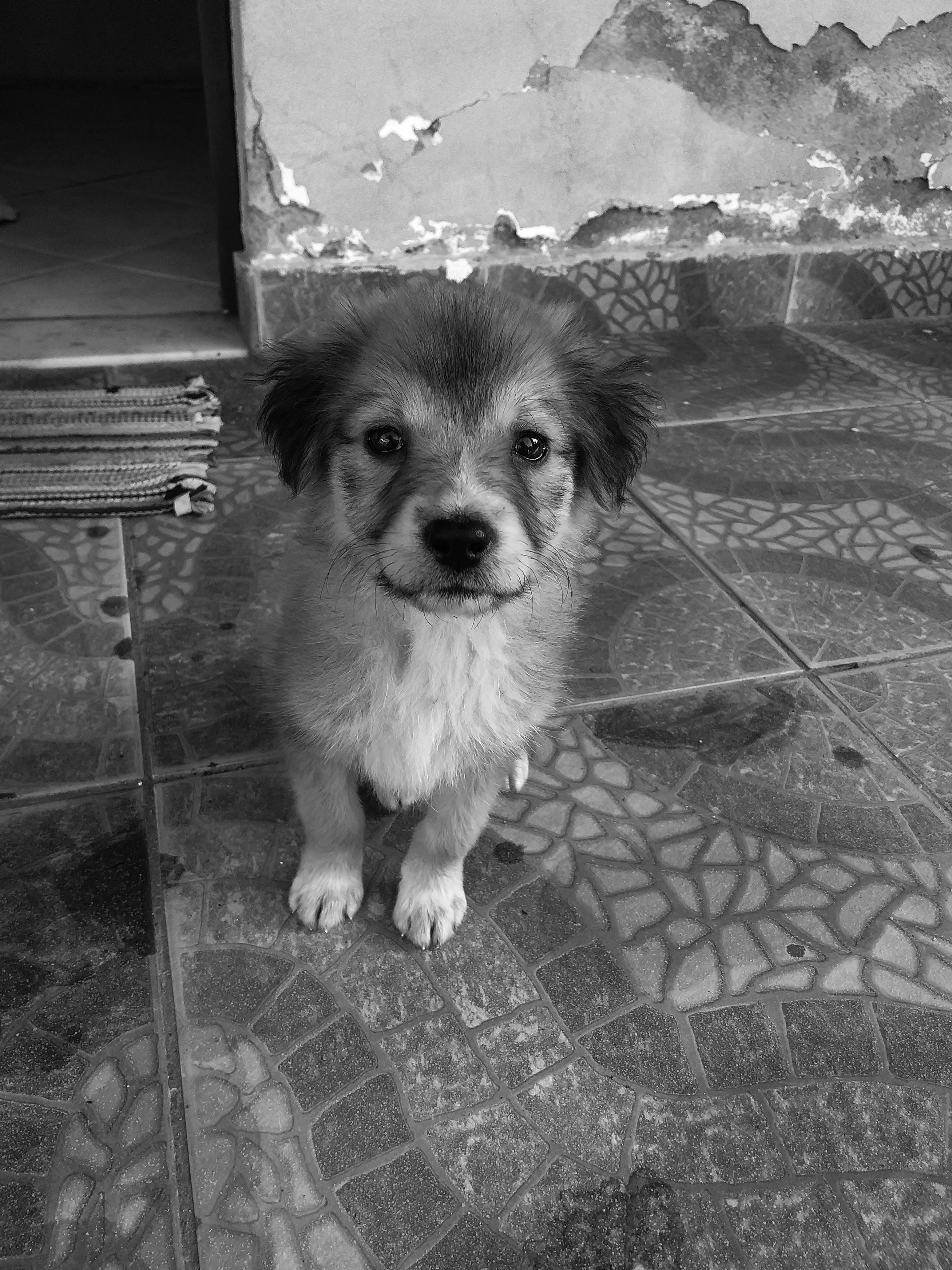 강아지가 특정 장소를 무서워하는 이유, 알고…